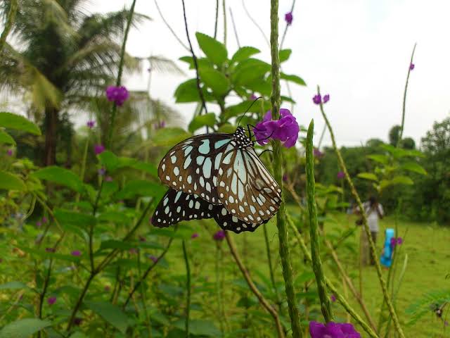 Ovalekar Butterfly Garden